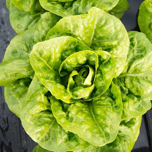 salat2a Ingen sprøytemidler brukes på våre salater